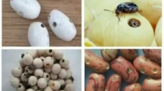 Грешки во грав и начини да се борат против нив